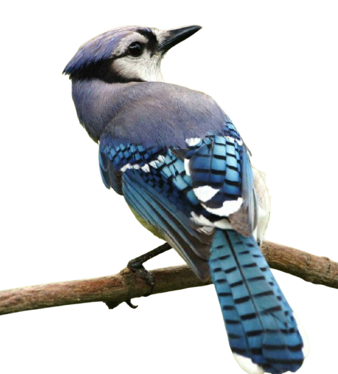 Night Bird Trading Logo
